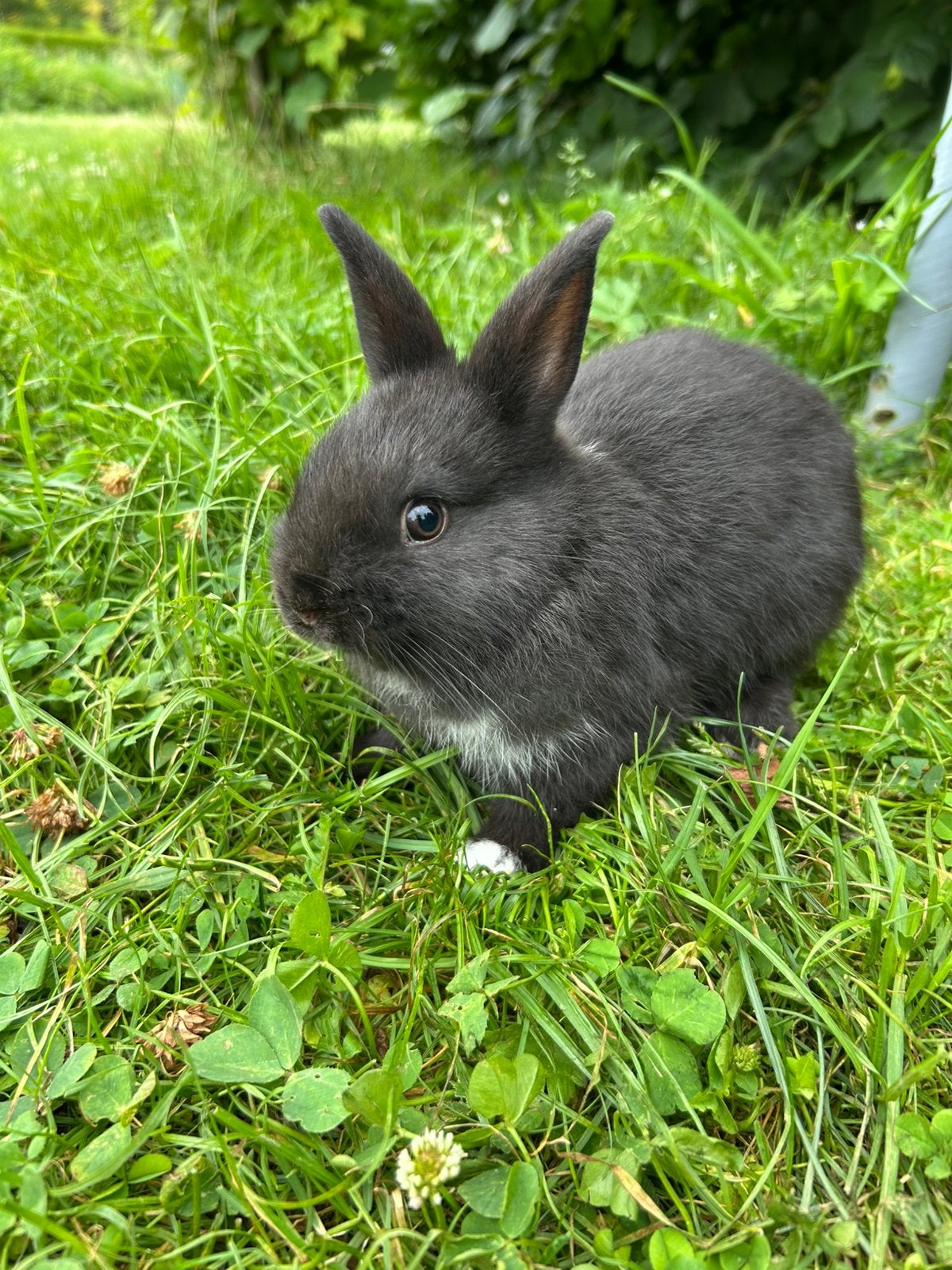 Dwergkonijntje mannetje, Animaux & Accessoires, Lapins, Mâle, Nain, 0 à 2 ans