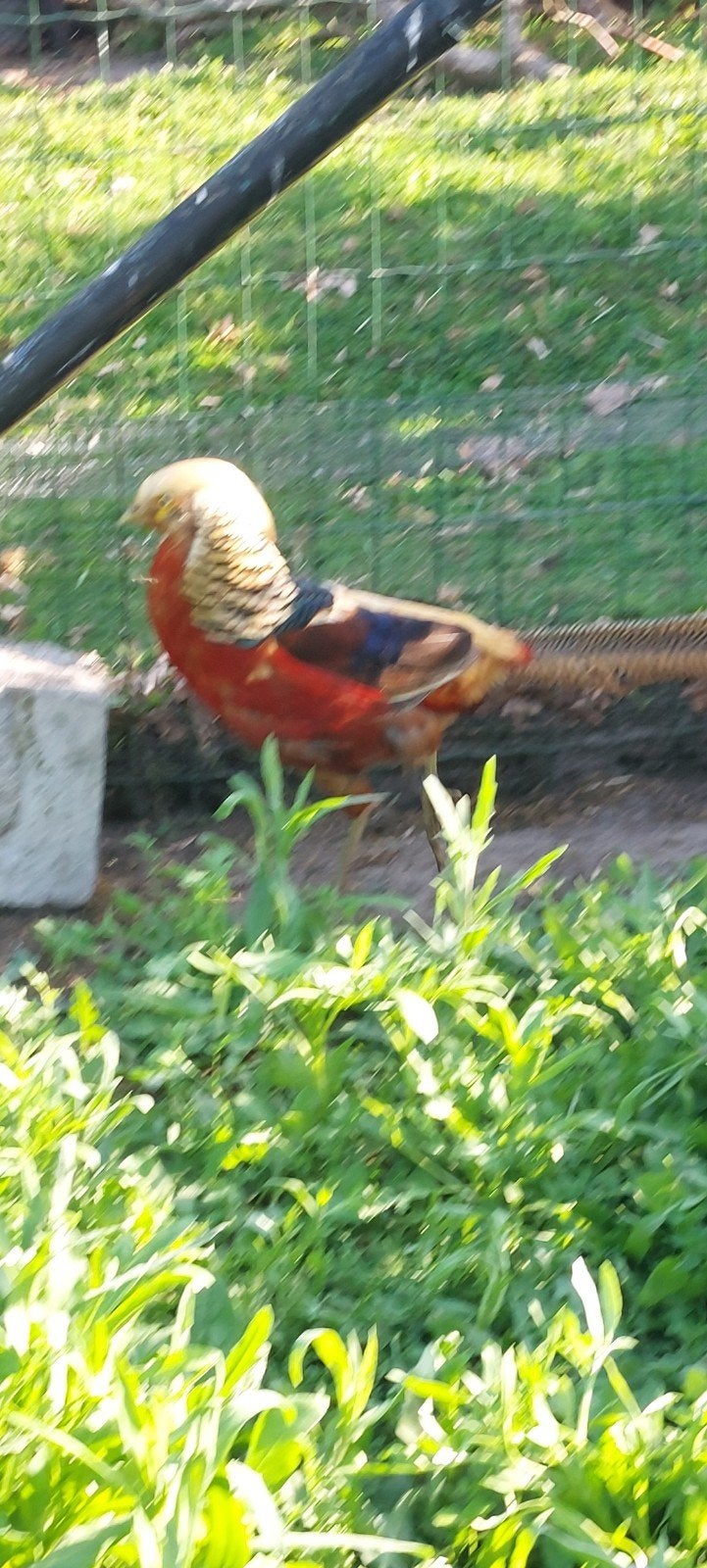 Goudfazant kuikentjes, Dieren en Toebehoren, Pluimvee