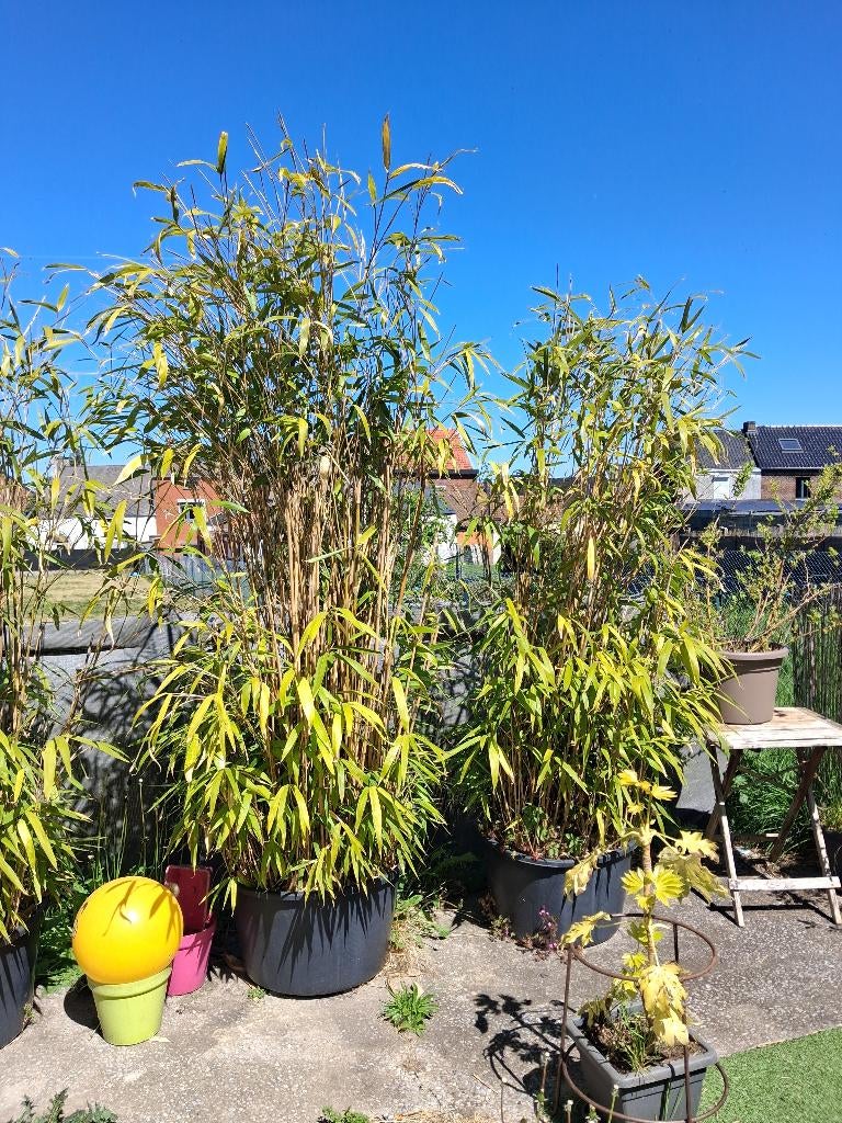 Bambou à vendre, Jardin & Terrasse, Enlèvement, Plante fixe, Autres espèces