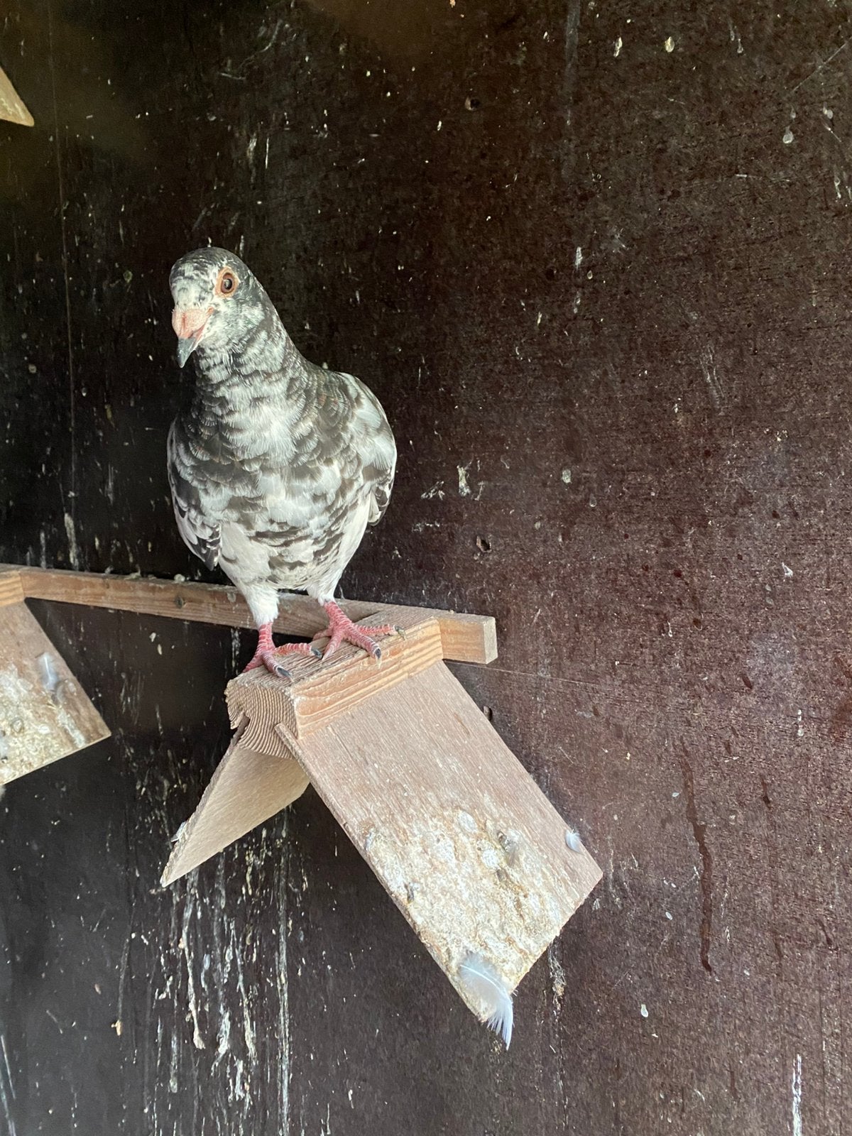 Reisduiven, Dieren en Toebehoren, Vogels | Duiven