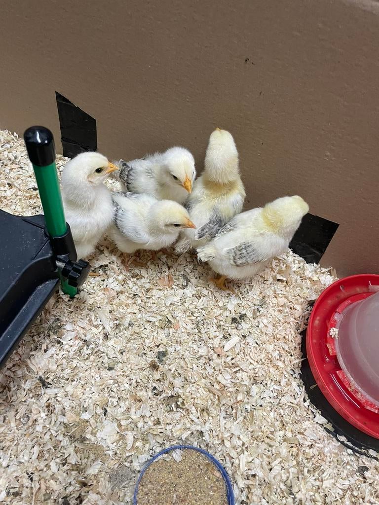 5 kuikens, Sexe inconnu, Poule ou poulet
