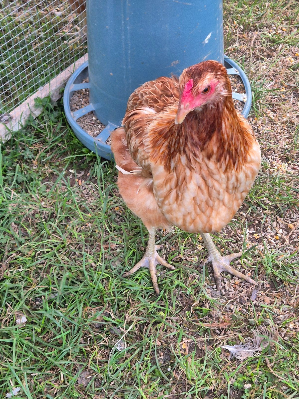 Araucana kippen, Dieren en Toebehoren