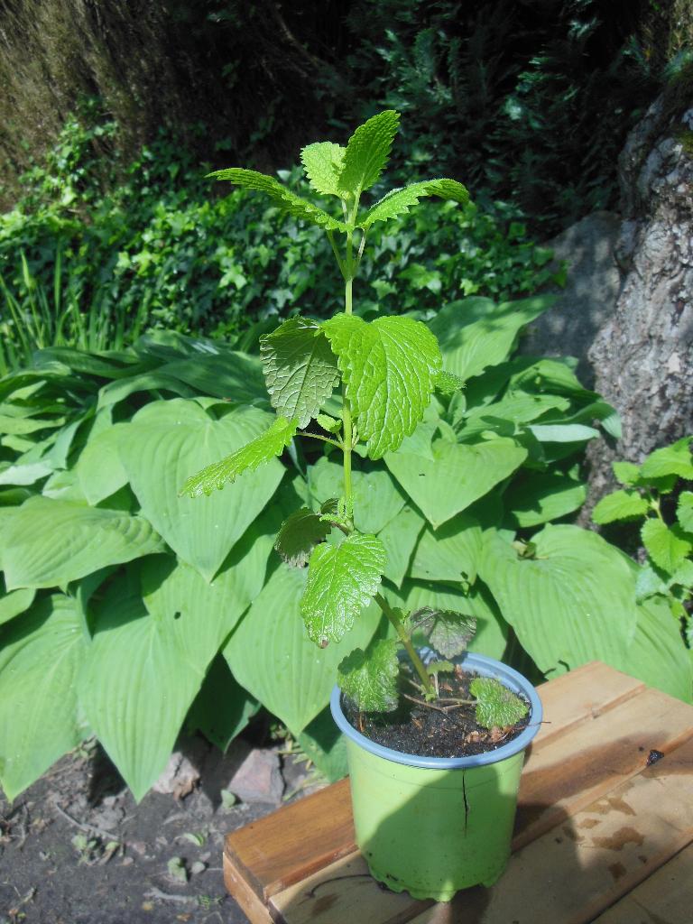 Plant Citroenmelisse (geschikt voor thee), Jardin & Terrasse, Plantes | Jardin, Herbes, Été, Enlèvement, Plante fixe