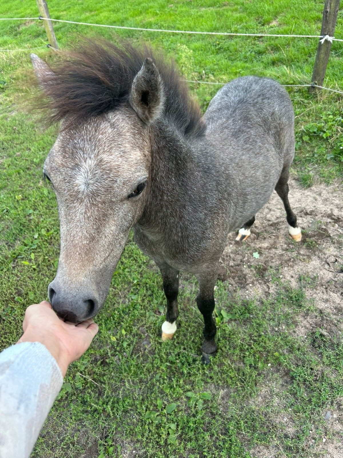 famillie gezocht welshjes, Animaux & Accessoires, Chevaux