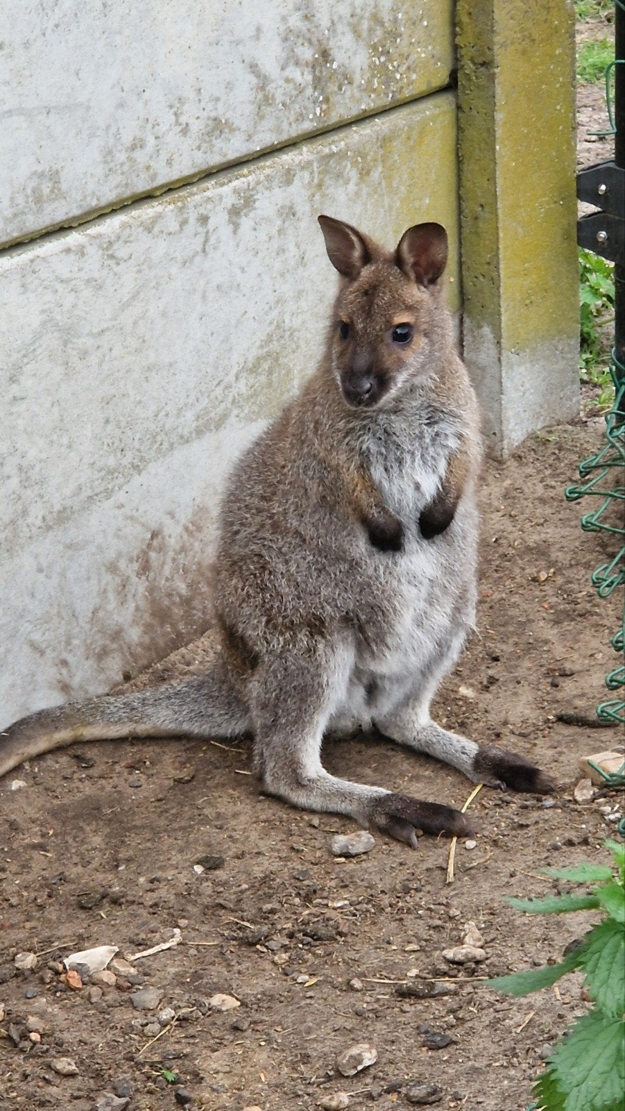 Bennett Wallaby, Januari, Mannelijk