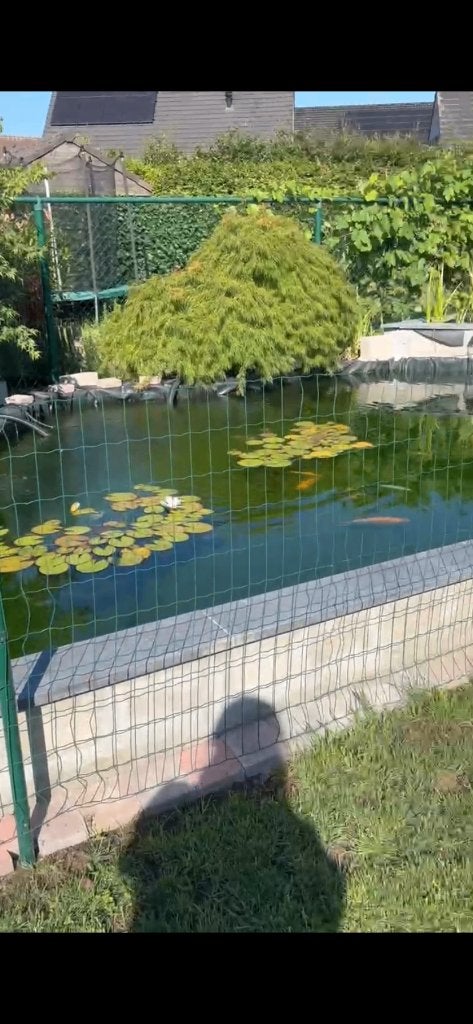 Waterlelie’s, Enlèvement, Comme neuf