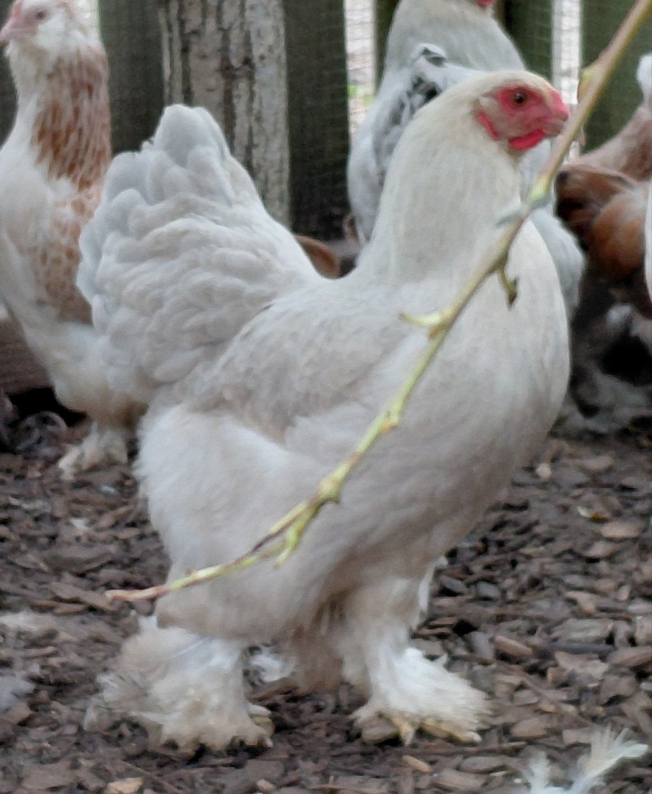 brahma kriel, Dieren en Toebehoren, Pluimvee