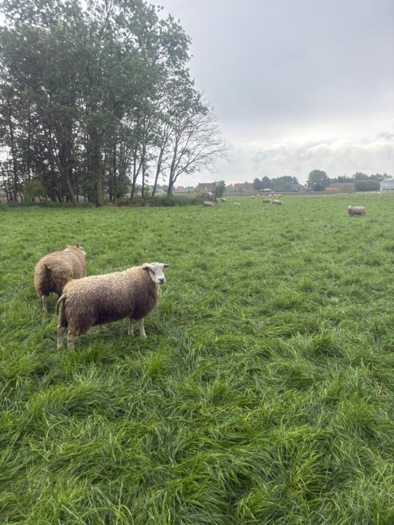 Texel schapen, Dieren en Toebehoren, Schapen, Geiten en Varkens, Mannelijk, Schaap, 0 tot 2 jaar