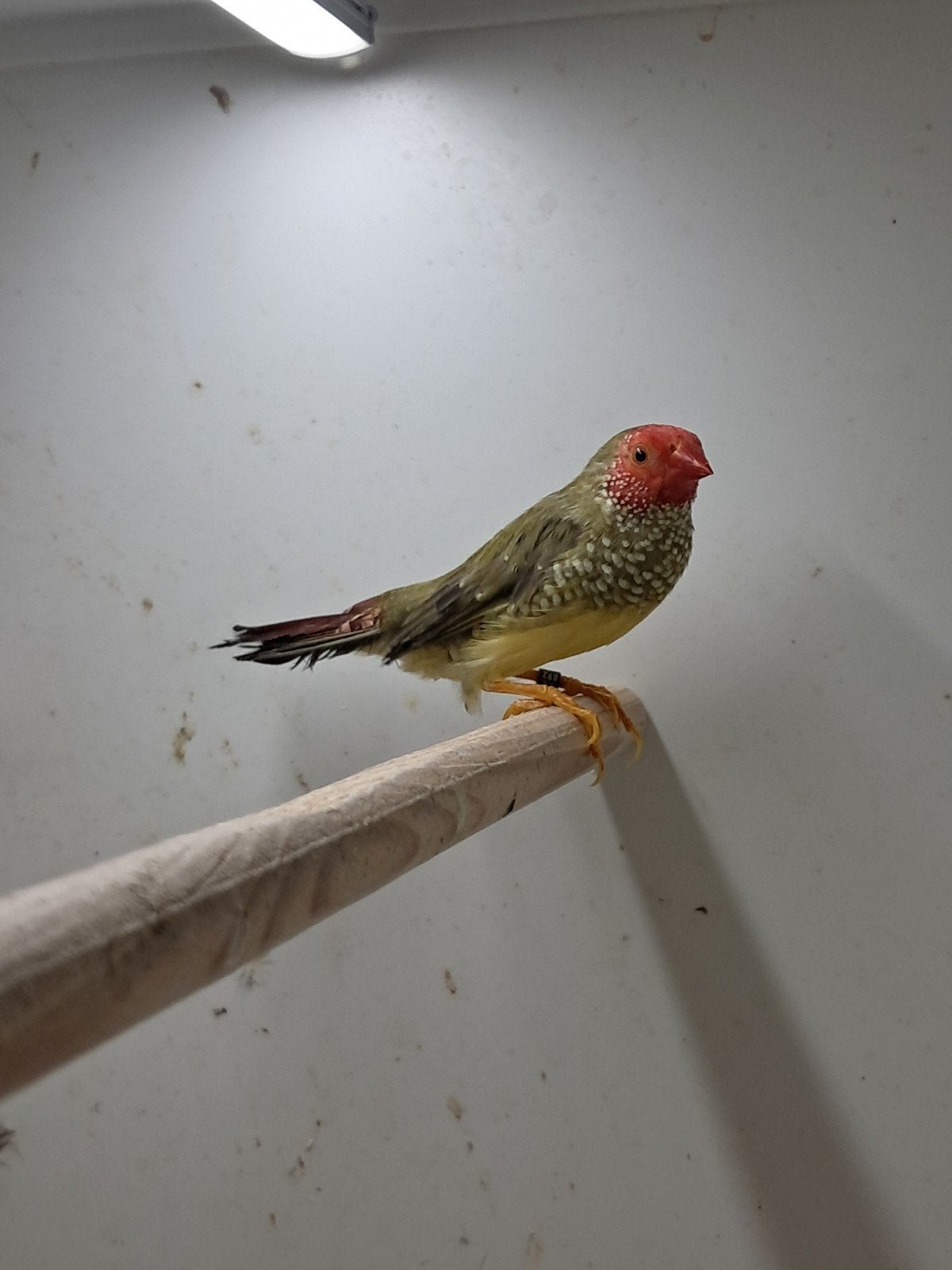 2 binsenastrilde mannen, Mannelijk, Tropenvogel, Geringd