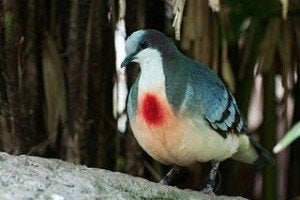 gezocht dolksteekduif, Dieren en Toebehoren, Mannelijk