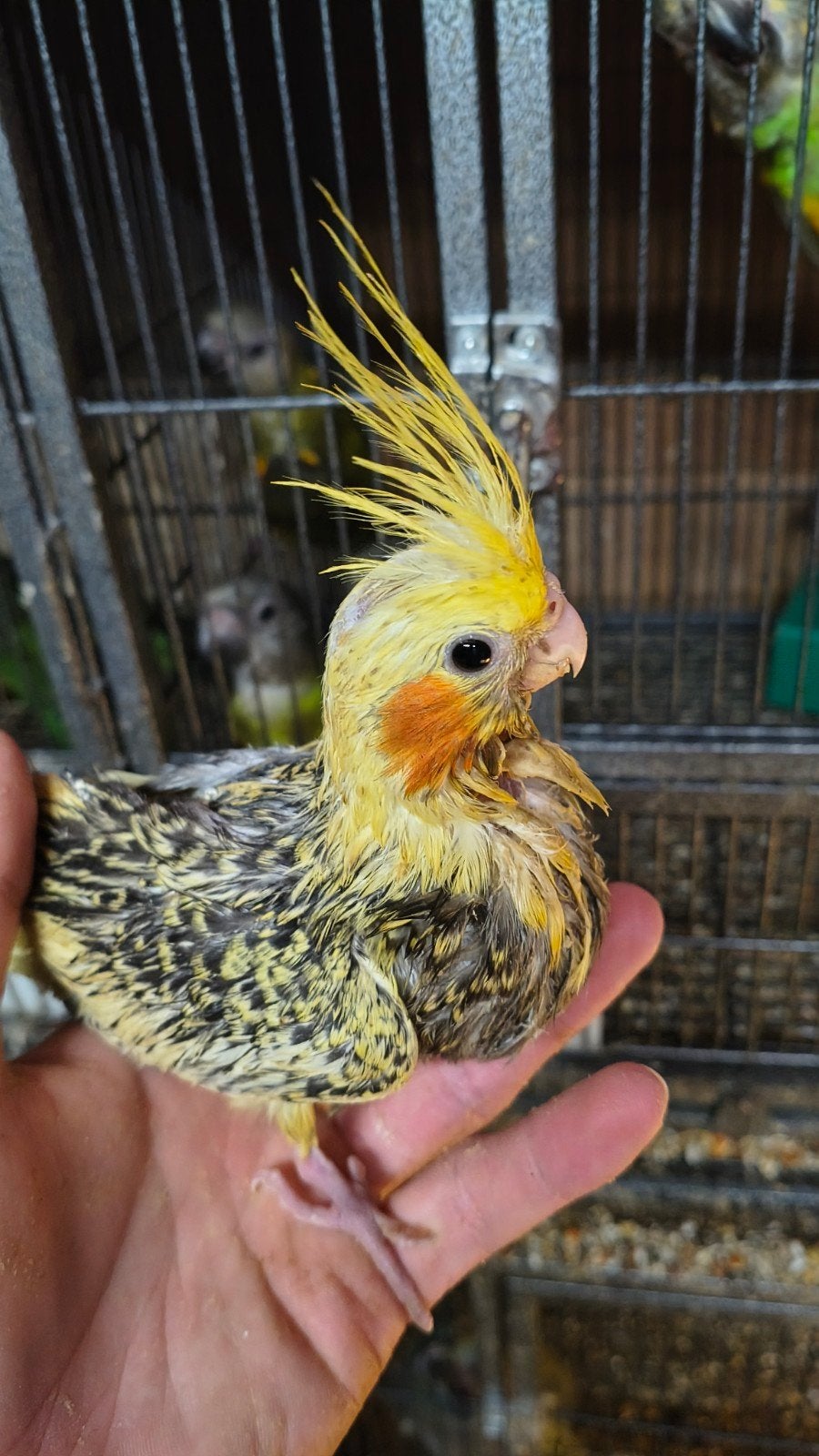 valkparkiet handtam, Dieren en Toebehoren