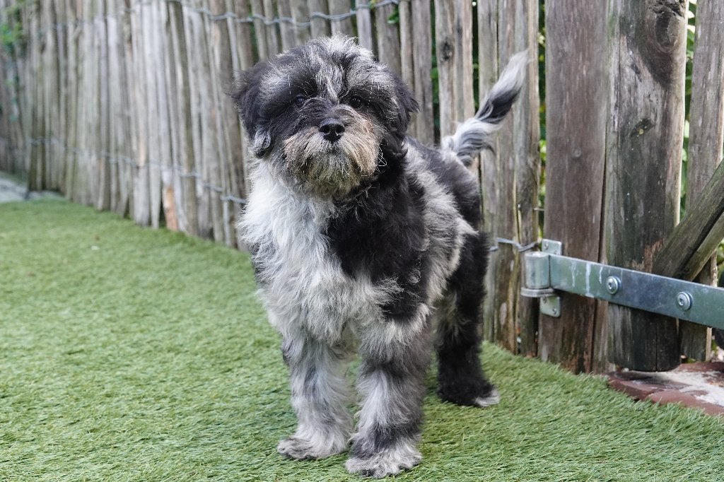 Magnifiques chiots Maltipoo (Bleu merle et noir), Maladie de Carré (chiens), Autres races, Plusieurs, Belgique