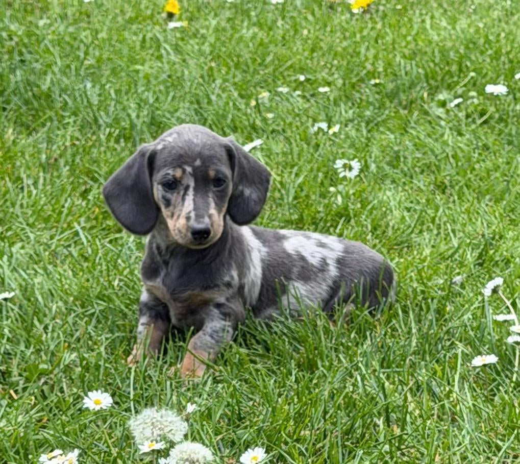 teckel pups,dwerg,teef,isabella,merle, Poils courts, Hépatite contagieuse (maladie de Rubarth), Chienne, Belgique
