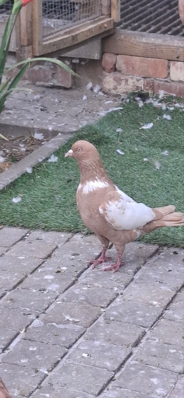 Afghaanse duif, Dieren en Toebehoren, Vogels | Duiven, Postduif