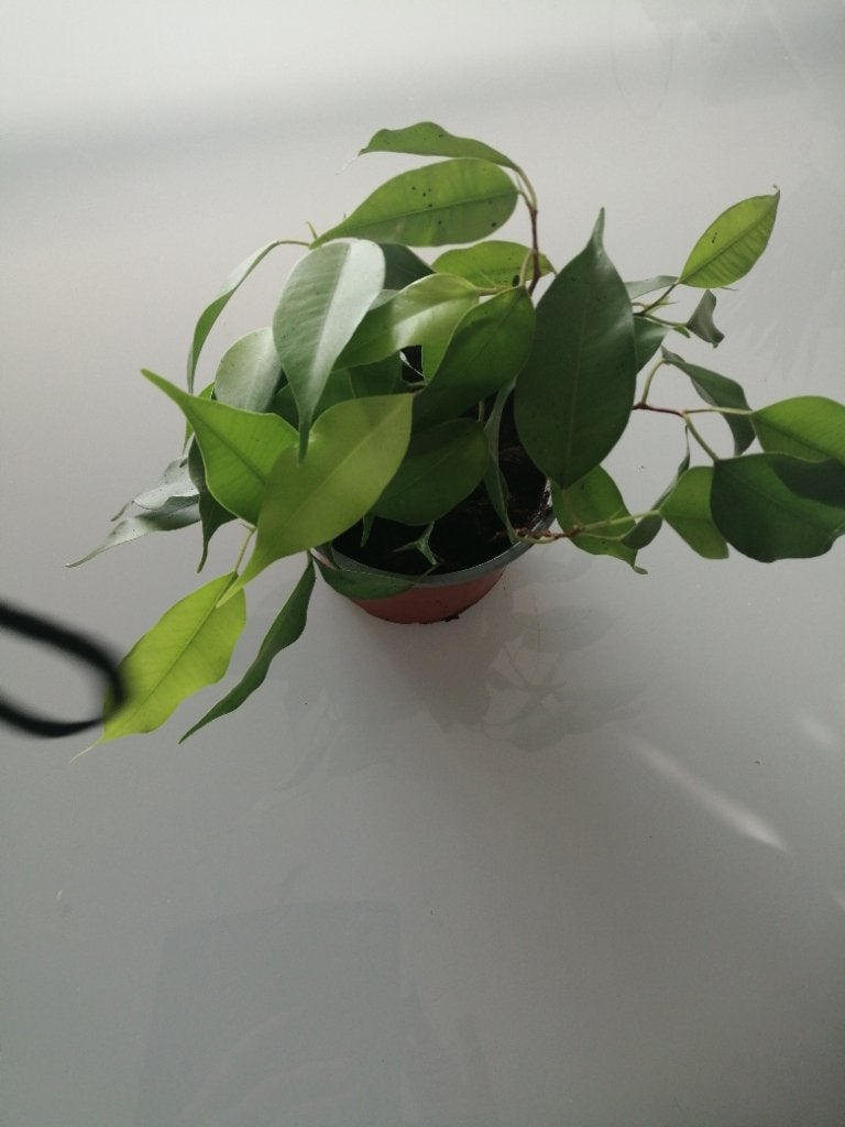 Ficus benjamina, Maison & Meubles, Ficus, En pot, Plein soleil, Moins de 100 cm