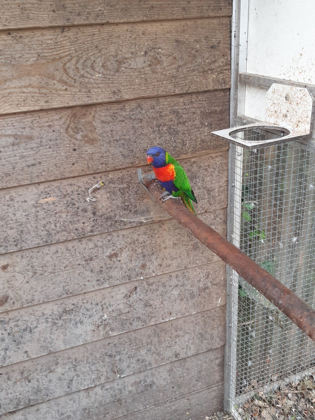 Te Koop twee Lories van de blauwbergen 2-0, Mannelijk, Papegaai, Geringd