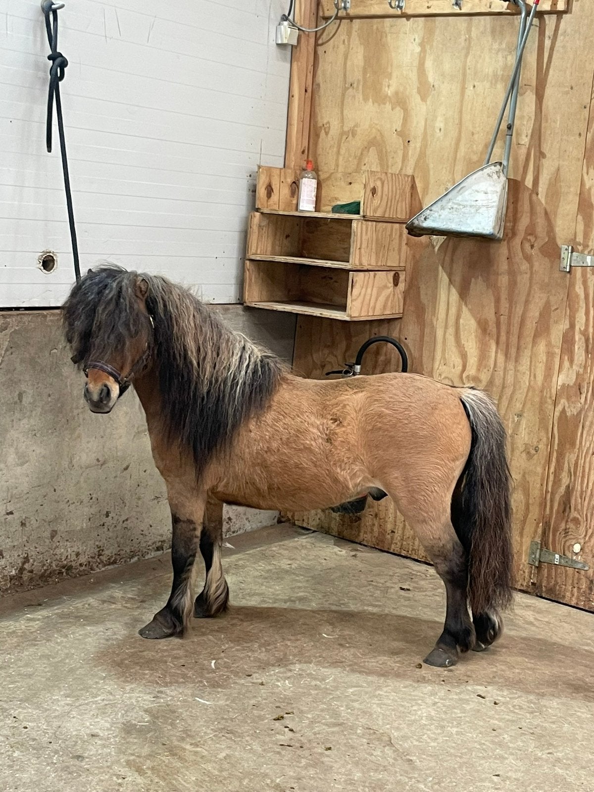 Shetlander hengst, Dieren en Toebehoren, Hengst