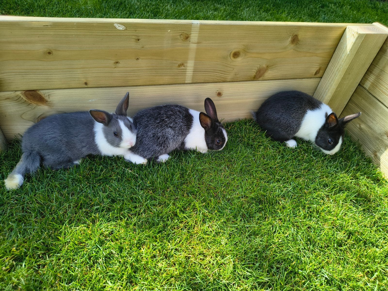 Mooie Dwergkonijntjes, Dieren en Toebehoren, Konijnen