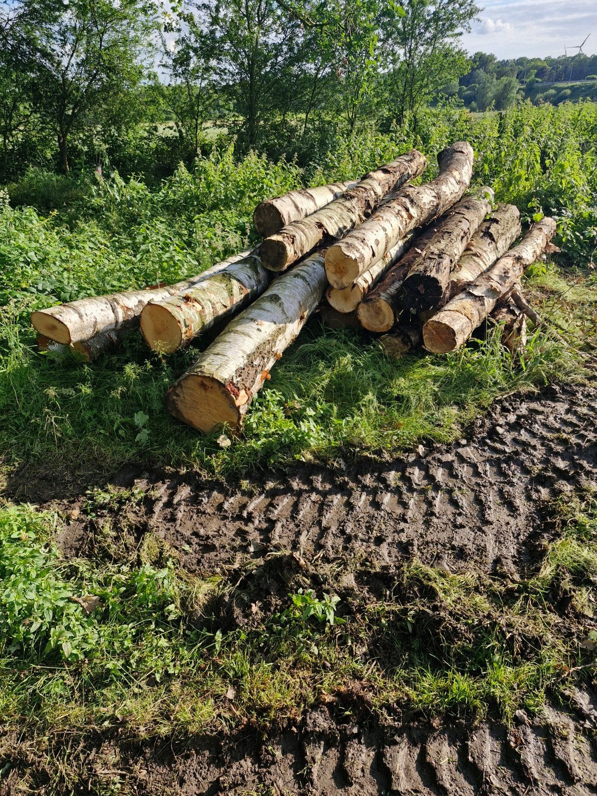 Lot de bois de chauffage, Enlèvement, Bouleau