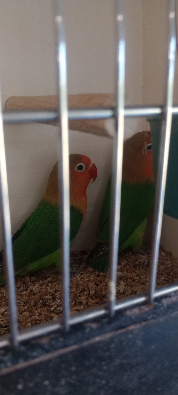 agapornis fischeri, Geslacht onbekend, Dwergpapegaai of Agapornis, Geringd