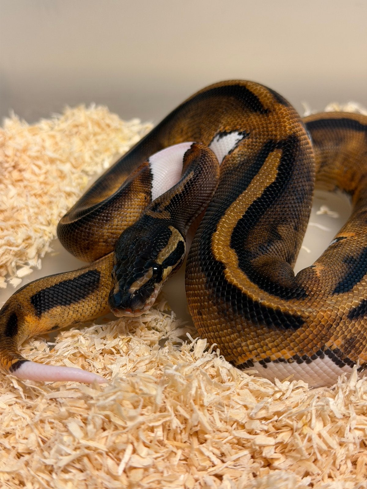 Koningspython - 0.1 PIEBALD Ball Python - female for sale from Verheyen Reptiles