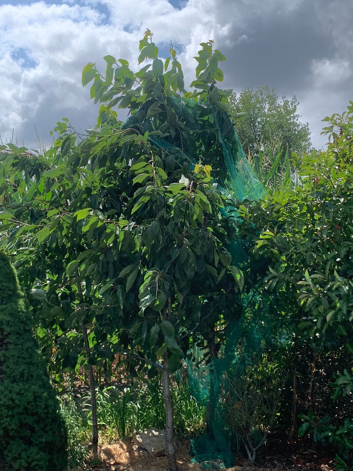 Kersen bomen, Tuin en Terras, Ophalen