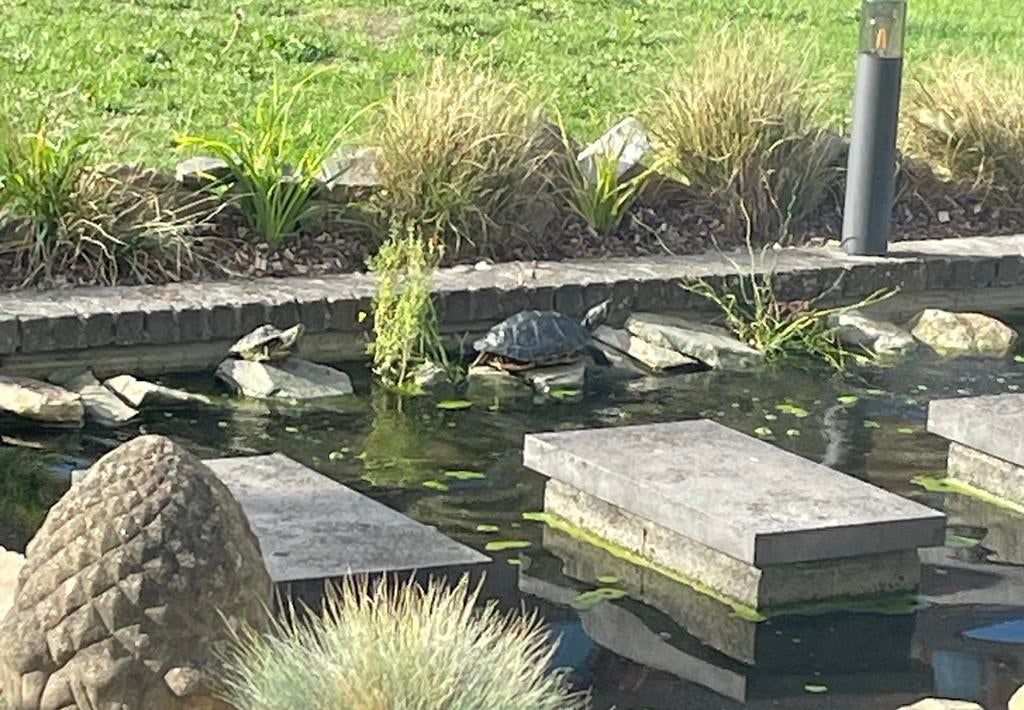 Gezocht: schildpadden, Animaux & Accessoires, Animaux Autre, Sexe inconnu, Janvier