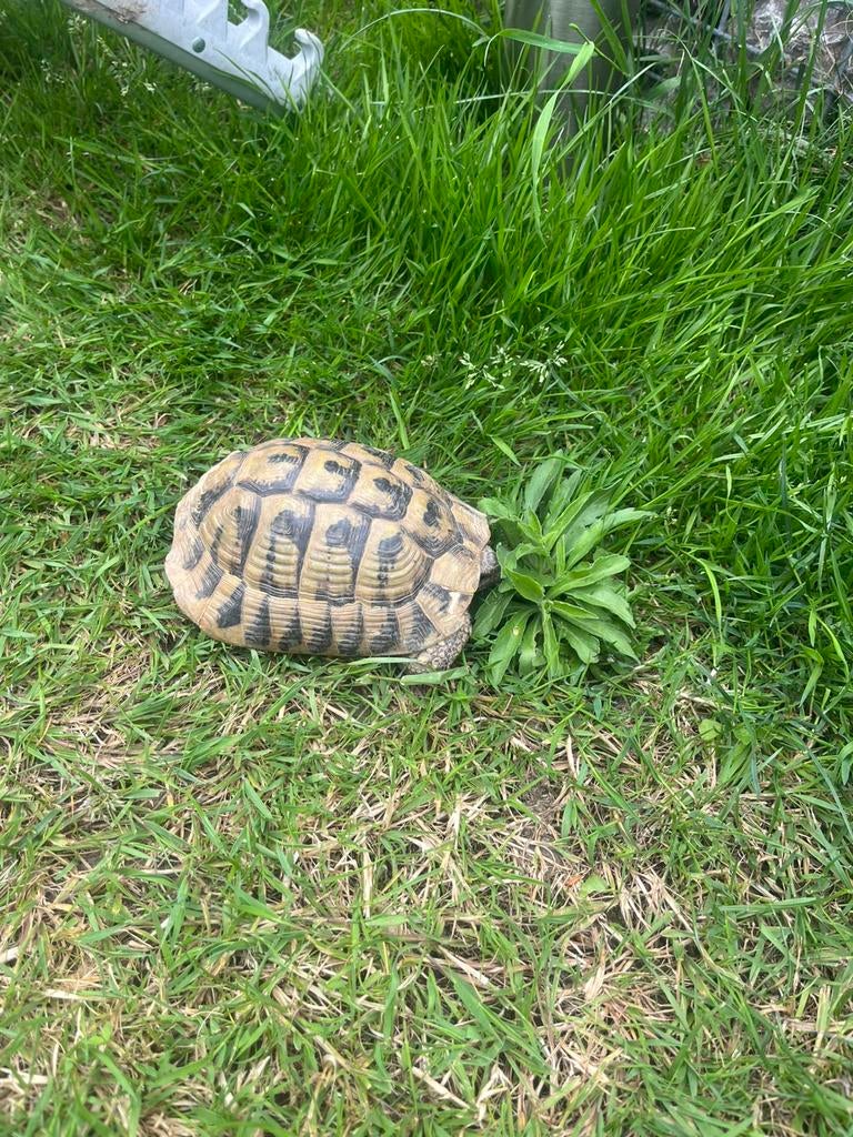 Herman-schildpad, Schildpad