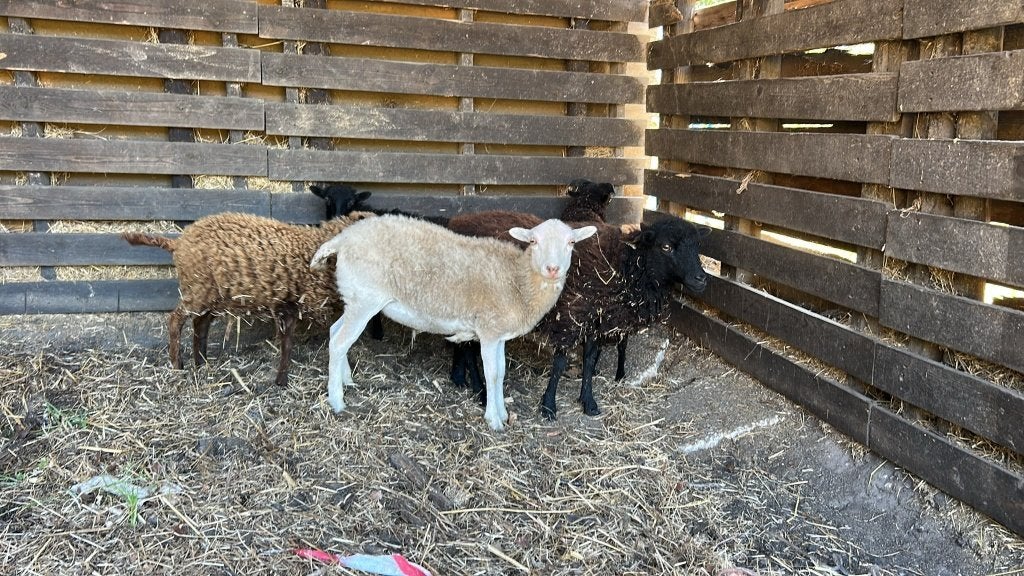 2 ouessant ooien, Femelle, Mouton, 0 à 2 ans