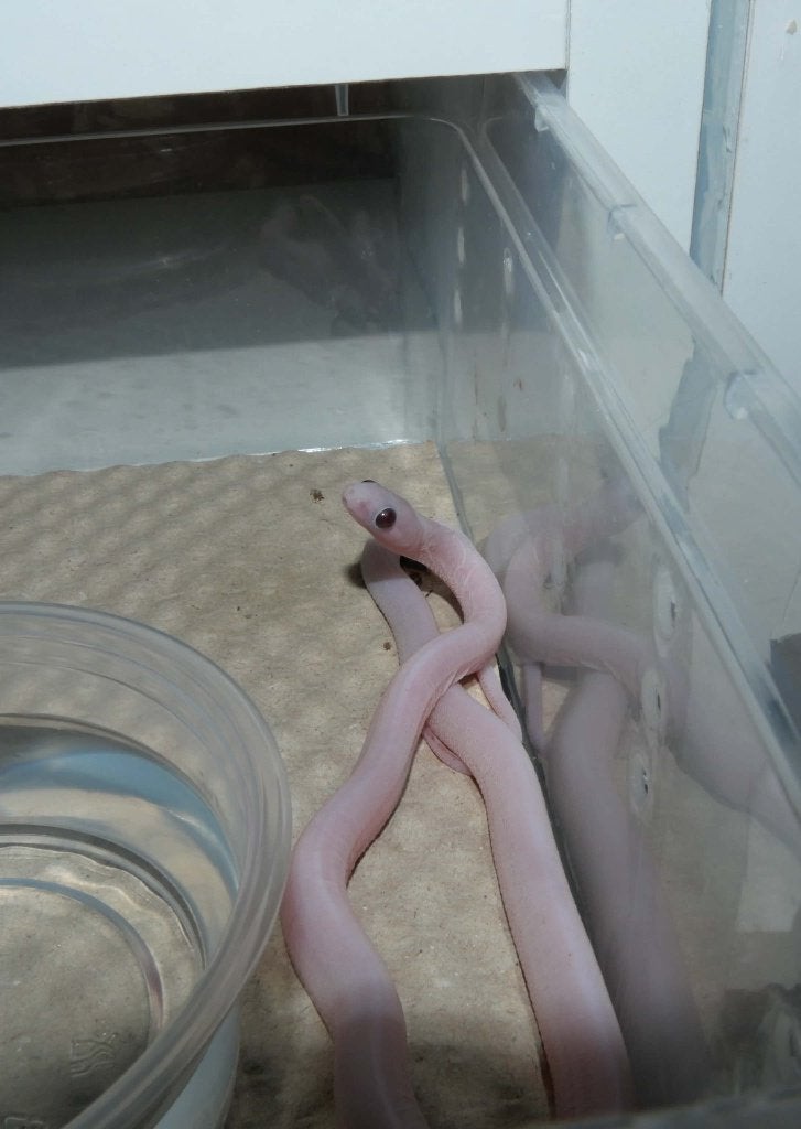 Panthèrophis guttatus, Serpent, 0 à 2 ans