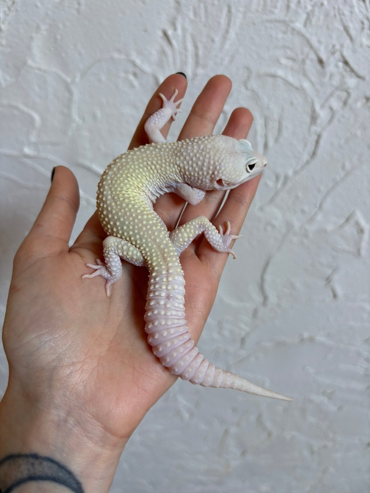 Snowflake luipaardgekko man, Dieren en Toebehoren, Hagedis, Tam, 0 tot 2 jaar