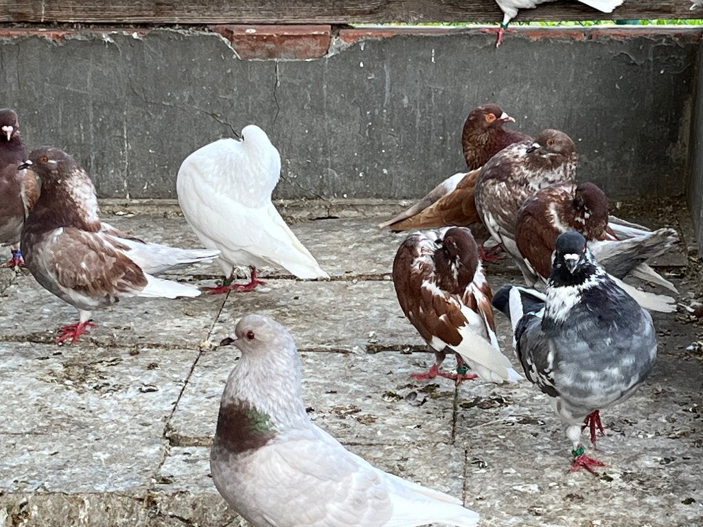 Duiven holle kroppers, Dieren en Toebehoren, Meerdere dieren, Kropper