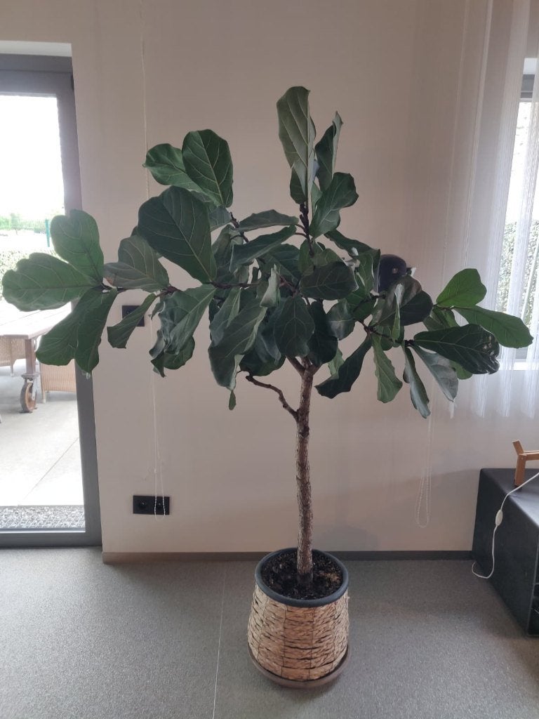 Plant de tabac Ficus Lyrata 180 cm avec pot décoratif, Ficus, En pot, 150 à 200 cm, Enlèvement