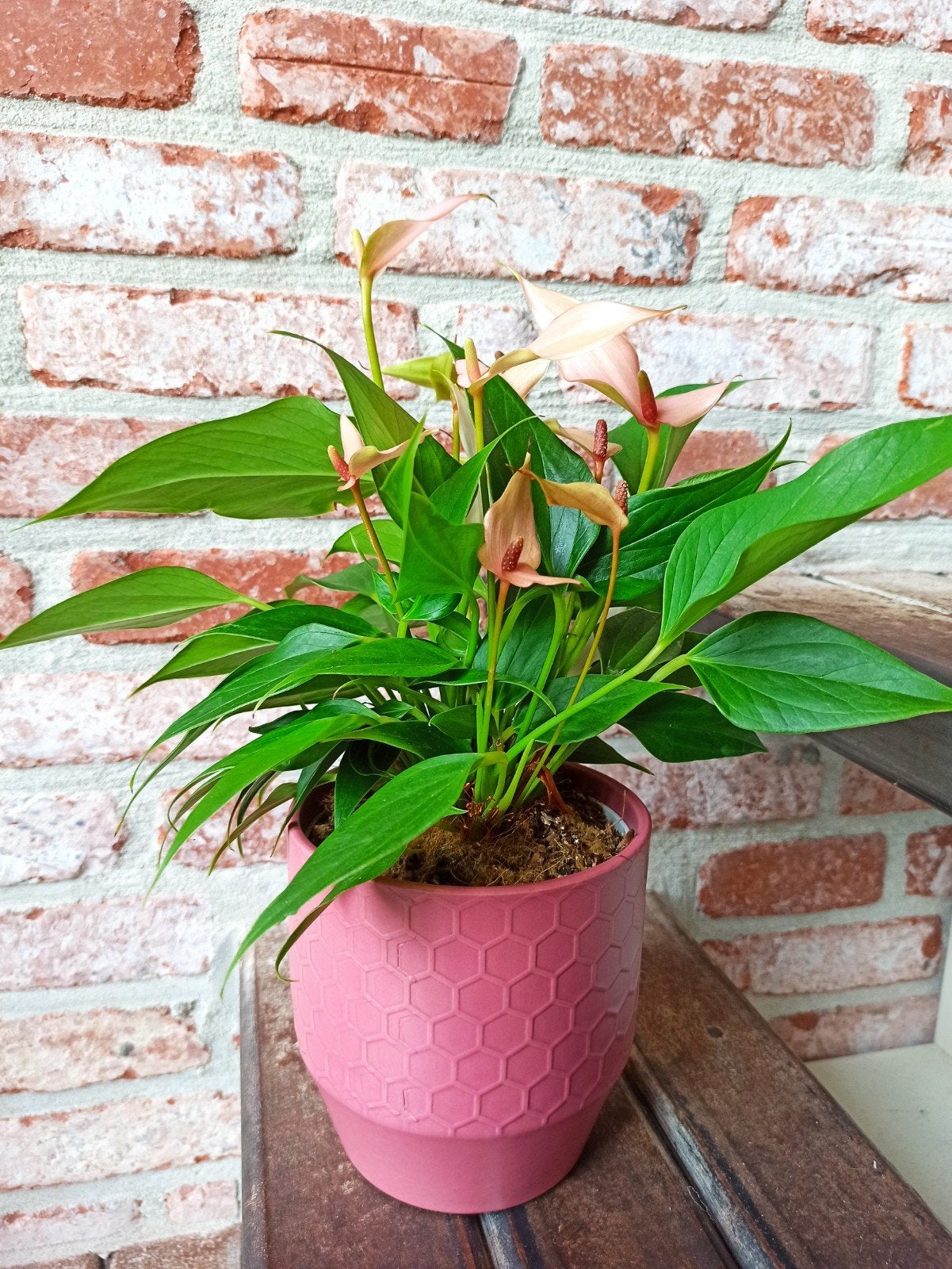 Anthurium Joli Peach, Huis en Inrichting, Kamerplanten, Ophalen, Overige soorten, Halfschaduw, Minder dan 100 cm