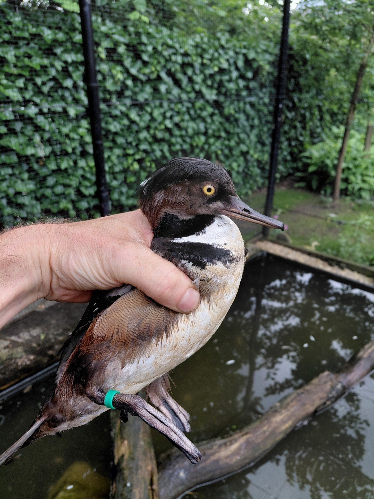 Kuifzaagbek bewezen koppel, Dieren en Toebehoren