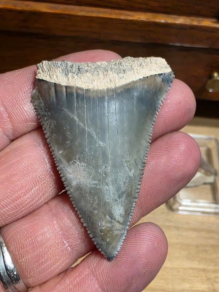 grote peruviaanse Carcharodon carcharias 5,6 cm., Verzamelen, Ophalen of Verzenden, Fossiel