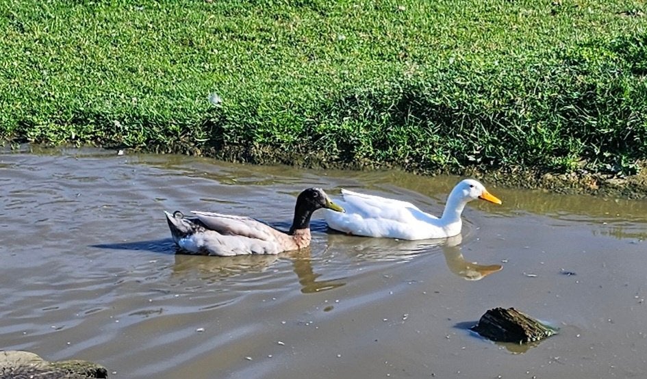 Indische loopeenden, Mâle, Canard