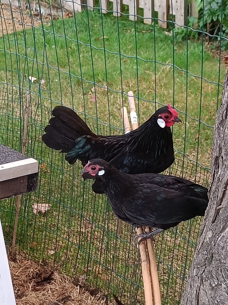 Vlaamse krielkippen, Animaux & Accessoires, Volatiles, Plusieurs animaux, Poule ou poulet