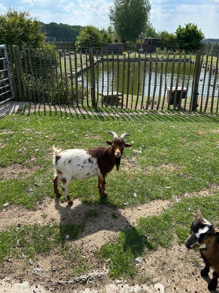 Dekbok te koop, Dieren en Toebehoren