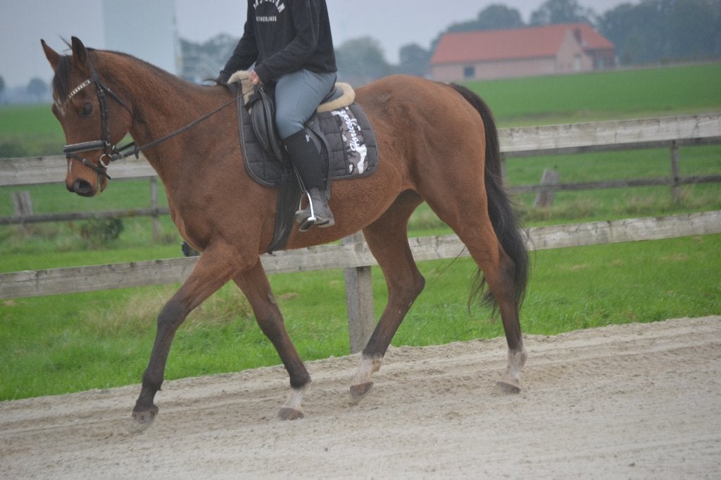 Brave vriendelijke ruin, Animaux & Accessoires, B, Hongre, 160 à 165 cm, Cheval de récréation