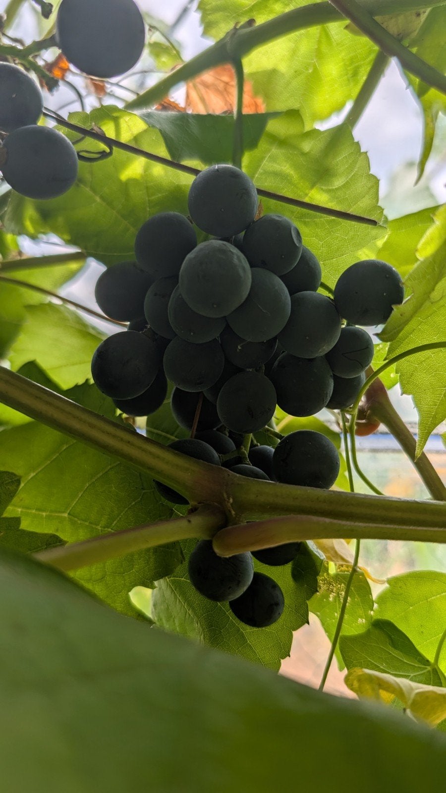 Druivelaar - schimmelresistent, Tuin en Terras, Planten | Fruitbomen, Ophalen