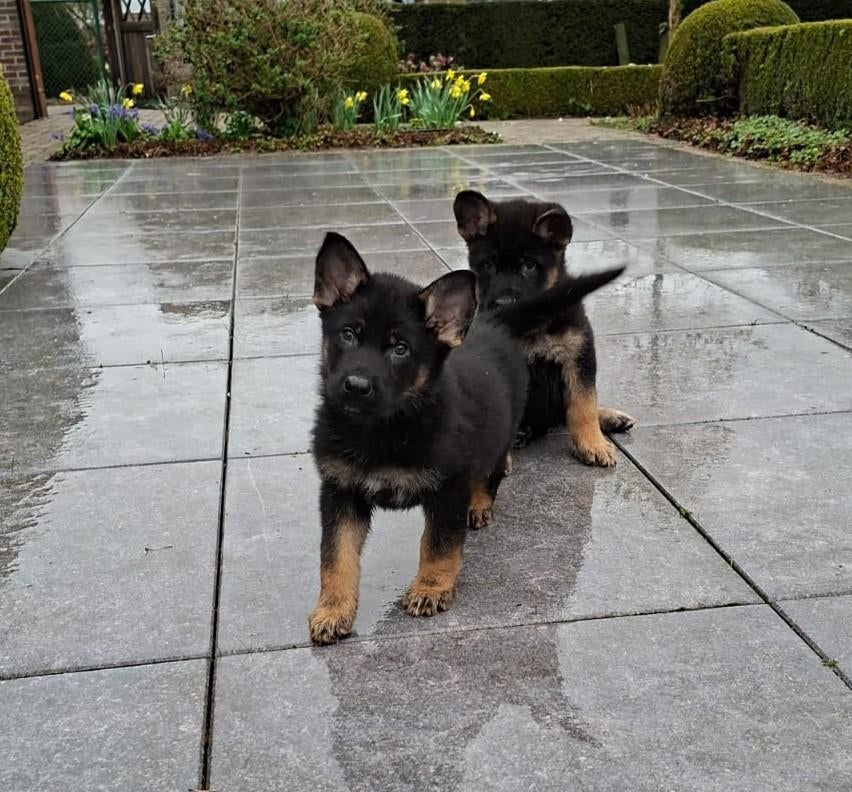 chiots bergers allemands, Animaux & Accessoires, Chiens | Bergers & Bouviers, Plusieurs, Hépatite contagieuse (maladie de Rubarth)