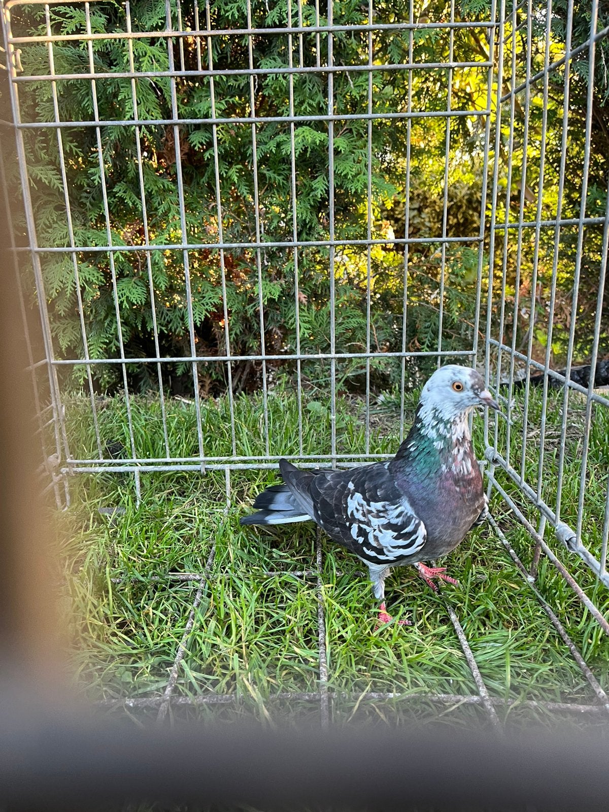 Sier duiven te koop 5€ elk, Dieren en Toebehoren