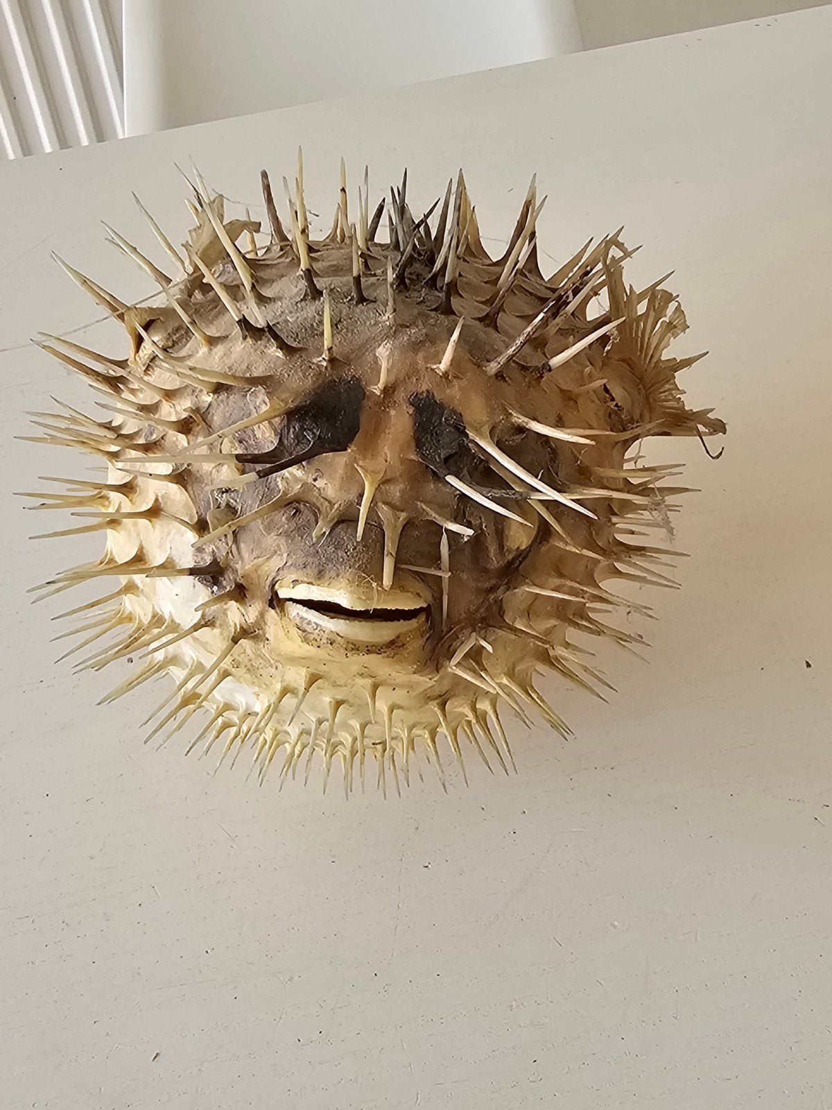 taxidermie hérisson/poisson-globe, Collections, Enlèvement ou Envoi