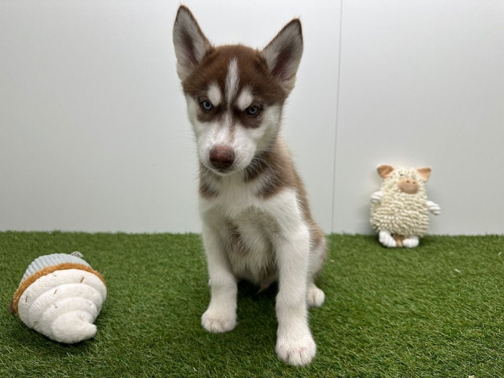 Siberische Husky pup, Dieren en Toebehoren, België, 8 tot 15 weken, Poolhond, CDV (hondenziekte)