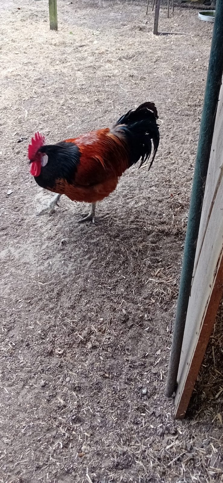Gratis Mooie Haan, Dieren en Toebehoren, Mannelijk, Kip