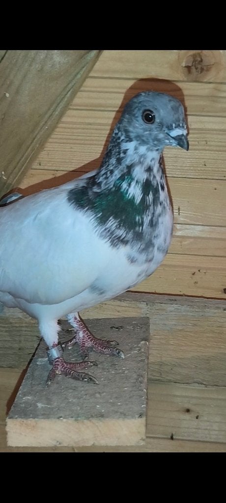Hongaarse duiven Boedapest, Dieren en Toebehoren