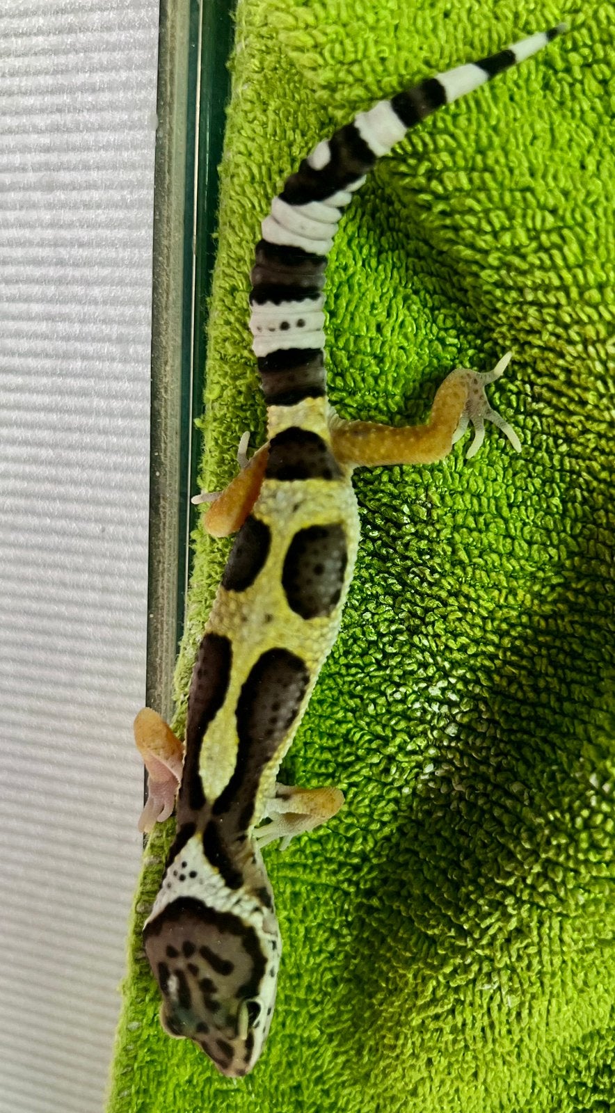 Luipaardgekko baby a.2, Hagedis, Tam, 0 tot 2 jaar
