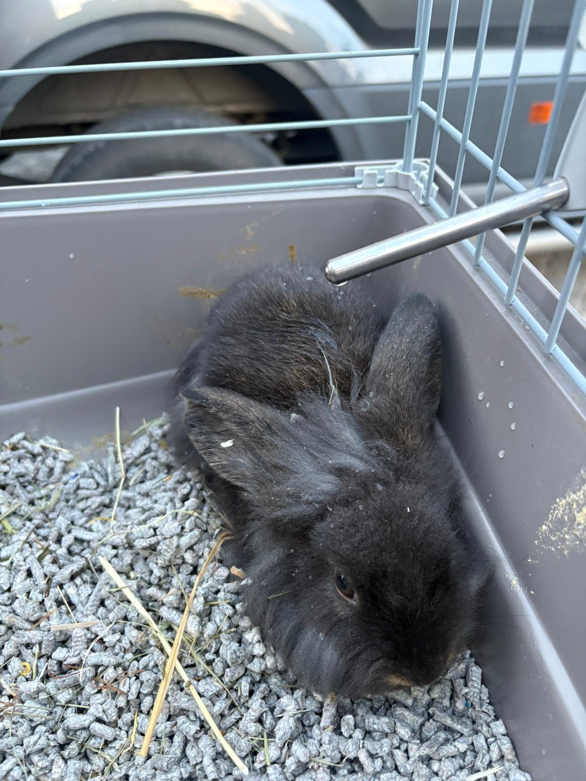 Dwergkonijnen, Animaux & Accessoires, Lapins, Plusieurs animaux, Nain, 0 à 2 ans