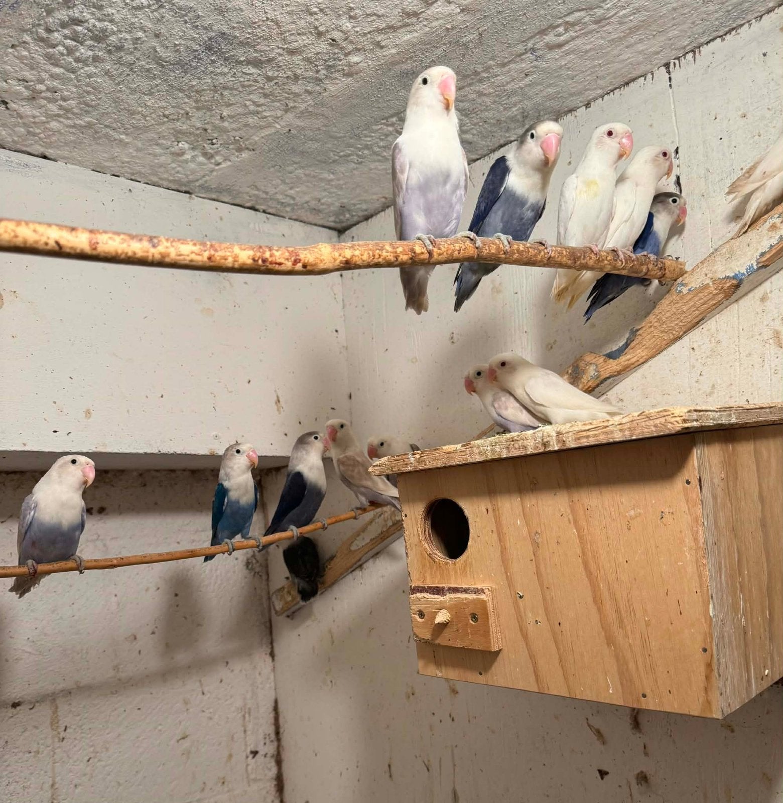 Dwerpapegaaien, Plusieurs animaux, Perroquet nain ou Inséparable